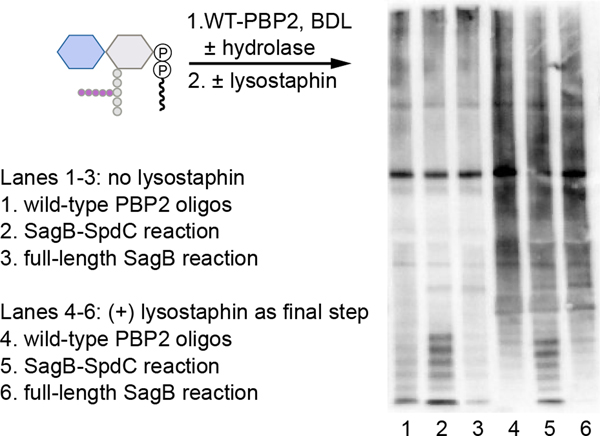 Extended Data Fig. 6