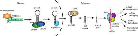 Box 1 | miRNA biogenesis and function