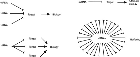 Box 2 | Regulation of gene expression networks by miRNAs