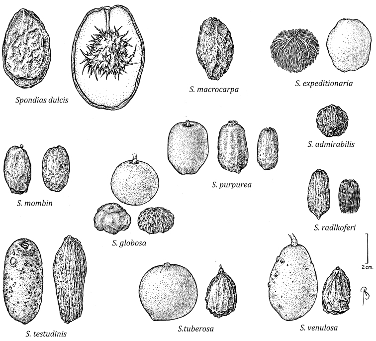 A revision of Spondias L. (Anacardiaceae) in the Neotropics - PMC