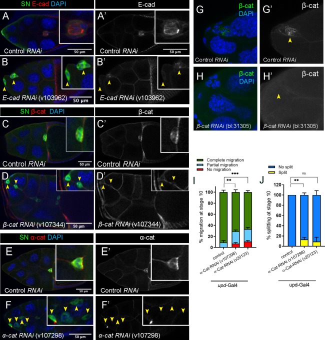 Figure 4—figure supplement 1.