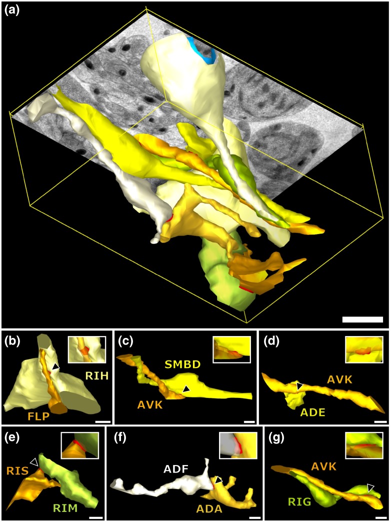 Fig. 6