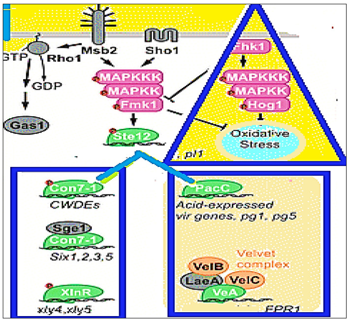 Figure 5