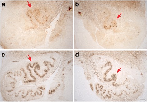 Fig. 5