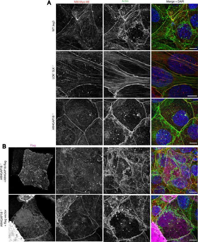 Figure 5—figure supplement 2.