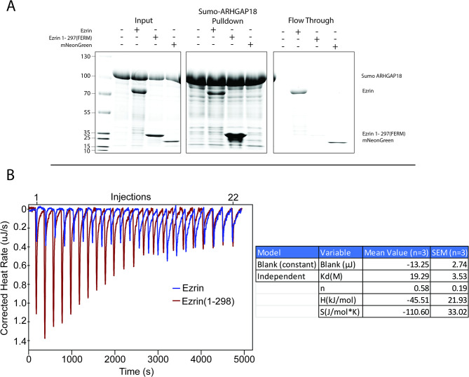 Figure 1—figure supplement 1.