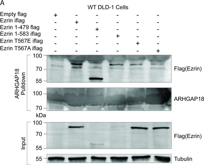 Figure 1—figure supplement 2.