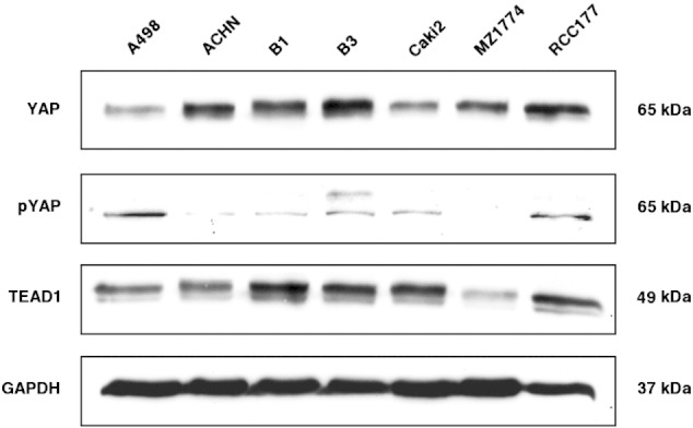 Figure 1