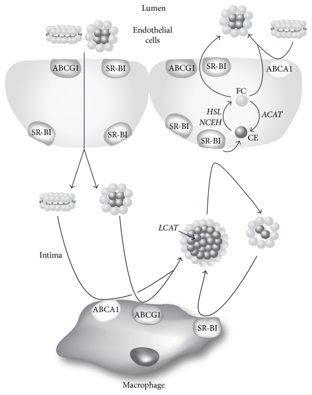 Figure 11