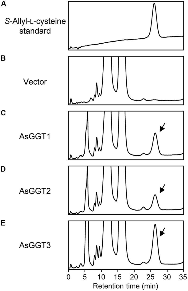 FIGURE 3