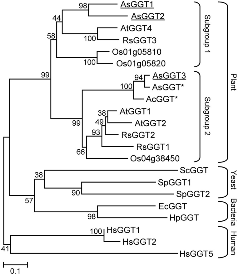 FIGURE 2