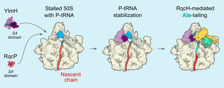 Graphical Abstract