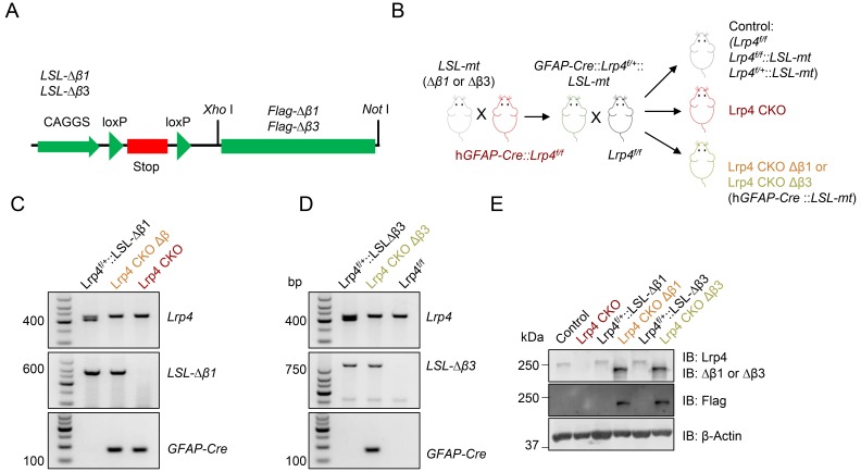 Figure 5—figure supplement 1.