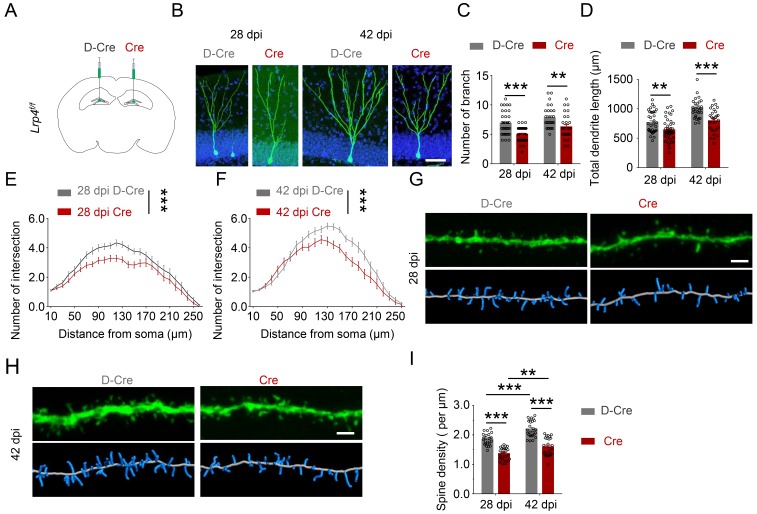 Figure 4—figure supplement 2.