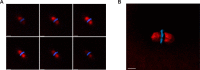 Figure 1—figure supplement 1.