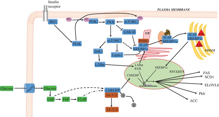 BRV-12178-FIG-0004-c