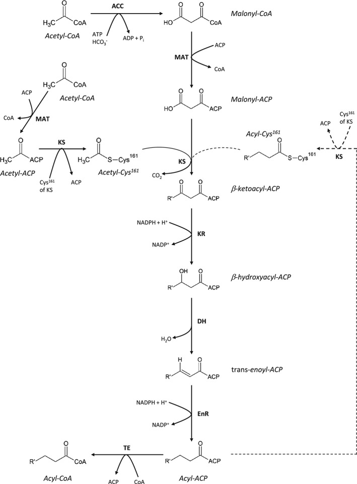 BRV-12178-FIG-0001-b