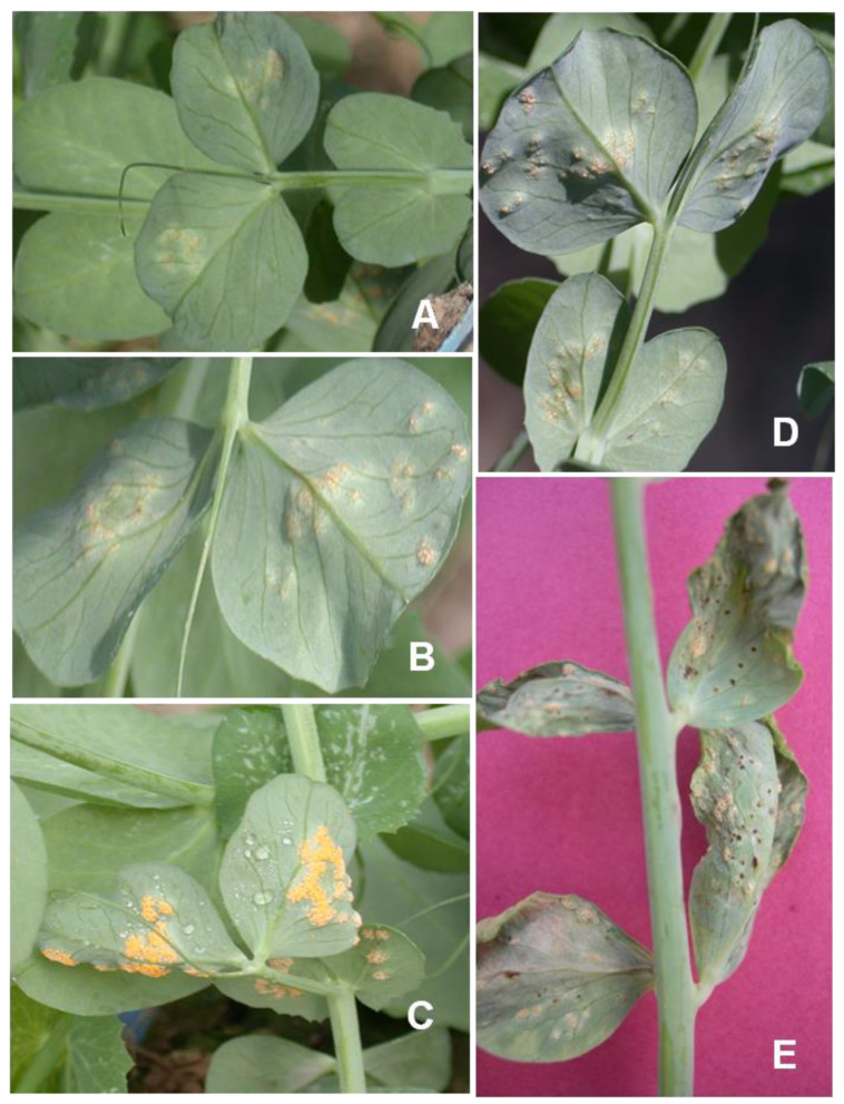 Rust (Uromyces viciae-fabae Pers. de-Bary) of Pea (Pisum sativum L ...