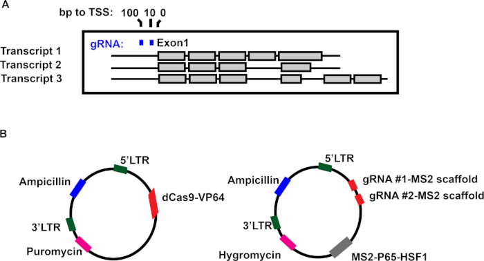 Figure 1: