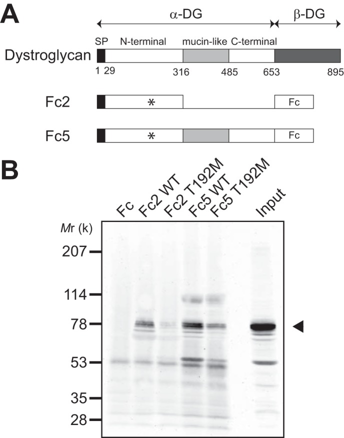 FIGURE 7.