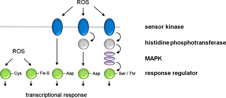 Fig. 1