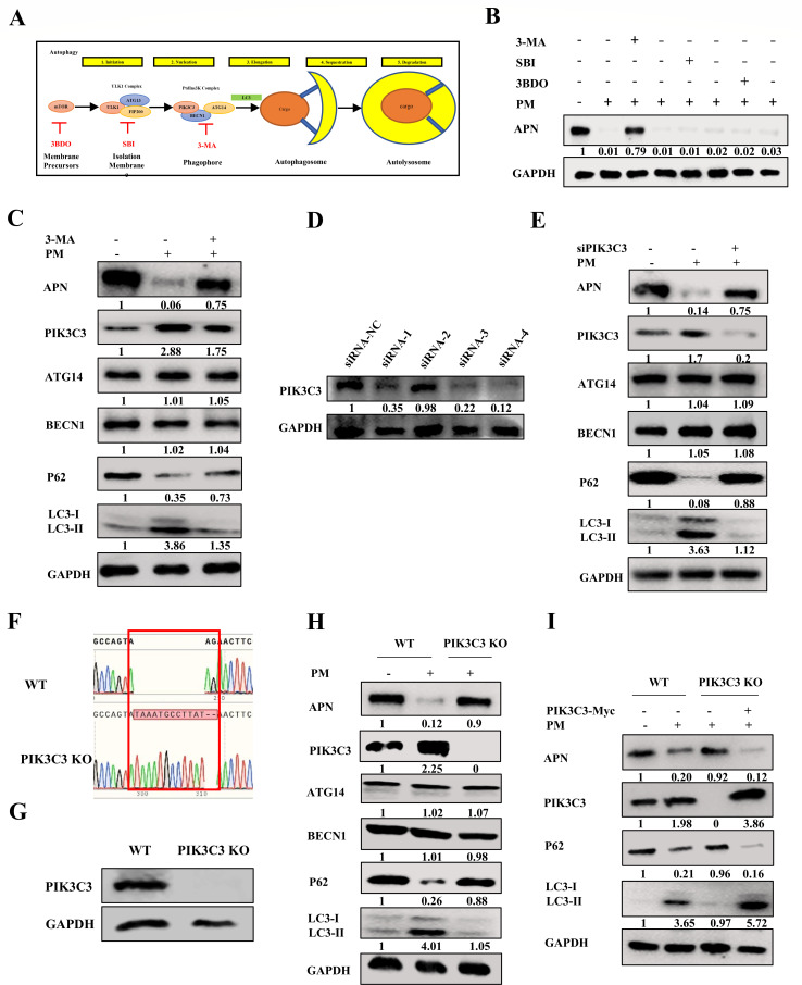 Diagram and Western blots depict role of PIK3C3 in autophagy. PM and various inhibitors impact PIK3C3, ATG14, BECN1, and LC3-II levels, illustrating autophagy disruption in PIK3C3 knockouts.