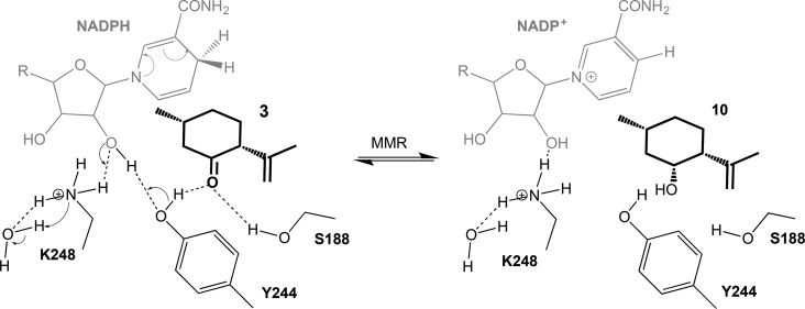 Scheme 2