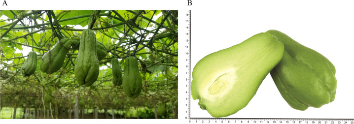 Fig. 1
