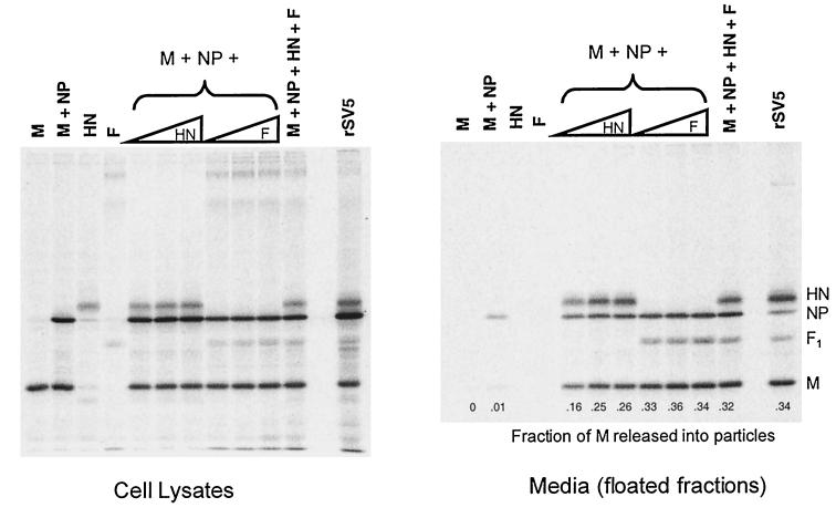 FIG. 3.