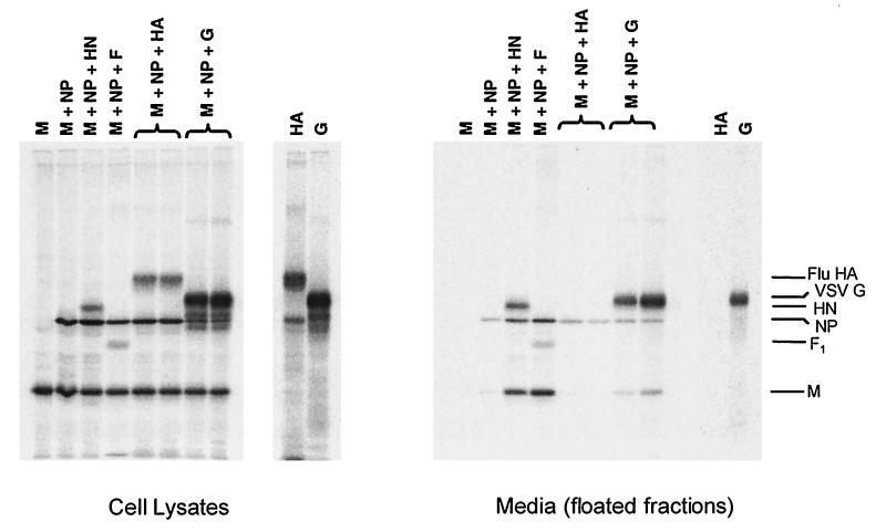 FIG. 4.