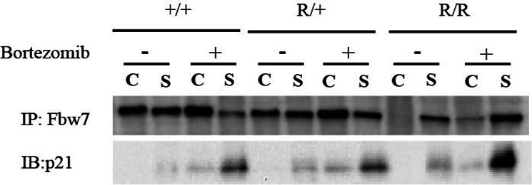 Figure 3—figure supplement 1.