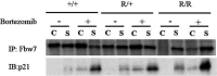 Figure 3—figure supplement 1.