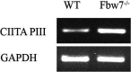 Figure 6—figure supplement 4.