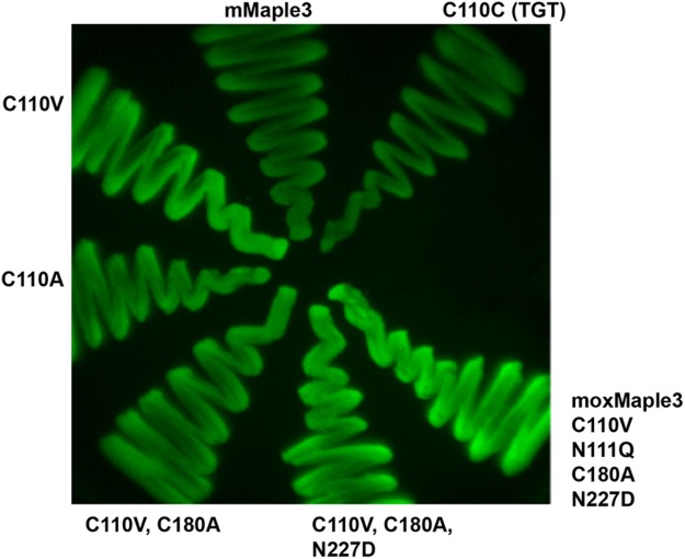 Figure 2