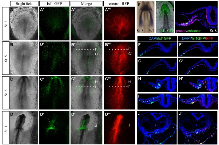 Figure 1—figure supplement 1.