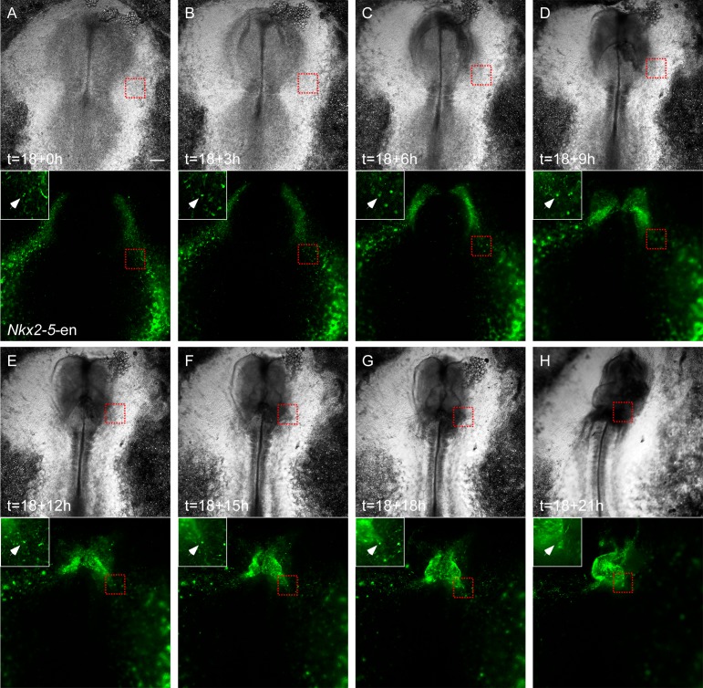 Figure 2—figure supplement 1.