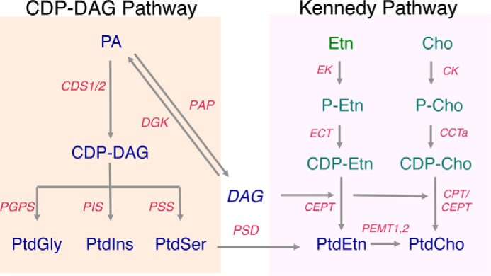 Figure 2.