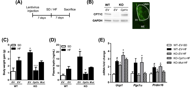 Figure 5