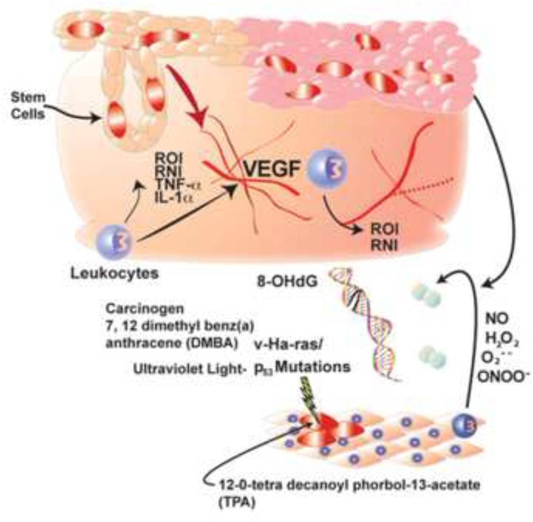 Figure 5: