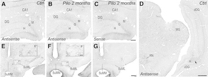 Fig. 6