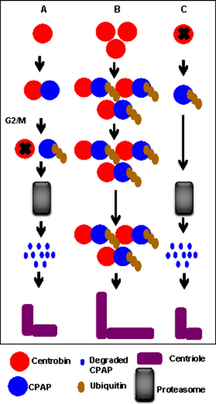 FIGURE 7.