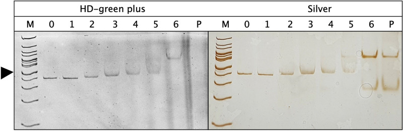 FIG 5