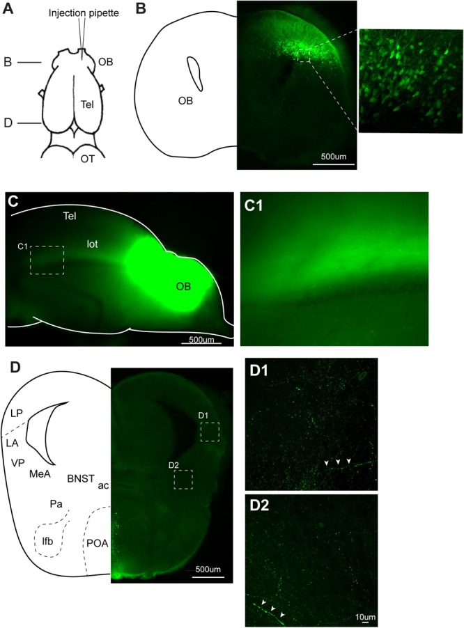 FIGURE 7