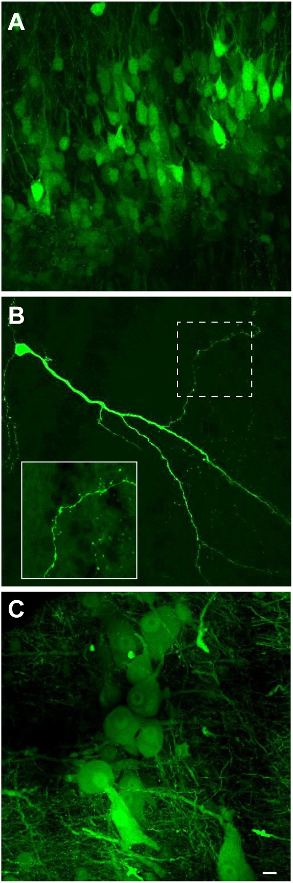 FIGURE 3