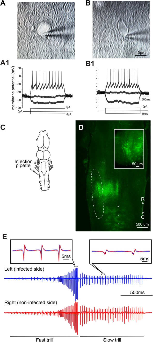 FIGURE 4