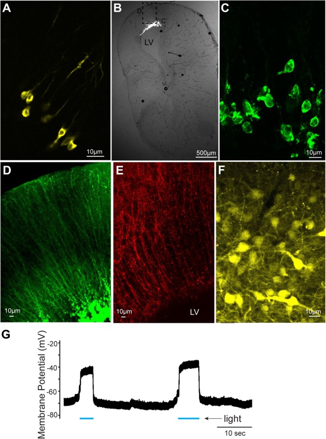 FIGURE 2