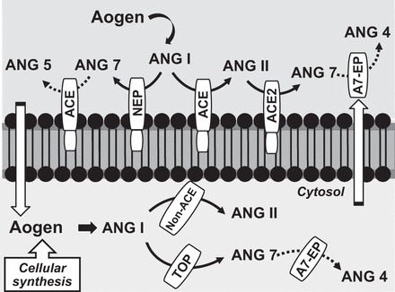 Fig. 1.