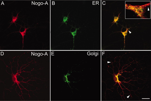 Figure 11.