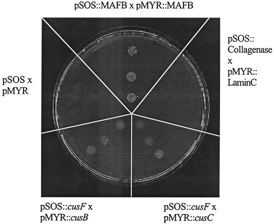 FIG. 3.