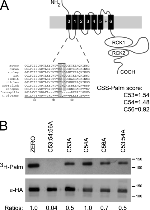 FIGURE 1.